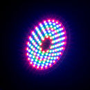 Rayzer