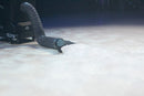 ADJ Entour Ice, Heavy Duty Low Lying Fog Machine, Thick Clouds Created with Dry Ice, DMX Built in Road Case, Dual Element Heating System, Hose Included